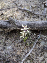 Wurmbea dioica