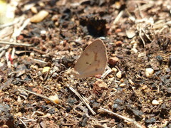 Eurema elathea