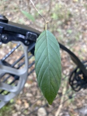 Frangula caroliniana