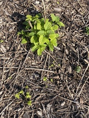 Acalypha ostryifolia