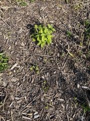 Acalypha ostryifolia