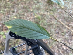 Frangula caroliniana