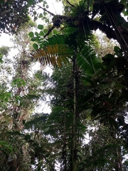 Chamaedorea linearis