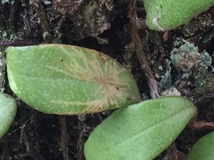 Philocryptica polypodii