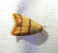 Heteroteucha translatella