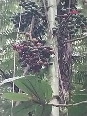 Chamaedorea linearis