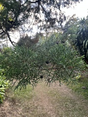 Cupressus lusitanica
