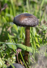 Galeropsidaceae