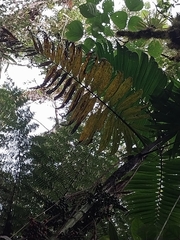 Chamaedorea linearis