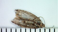 Ancylis comptana