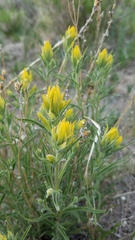 Castilleja flava