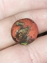 Chamaedorea linearis