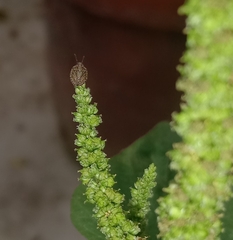 Eysarcoris ventralis