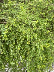 Phyllanthus myrtifolius