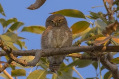 Glaucidium cuculoides