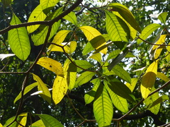 Tabernaemontana alternifolia