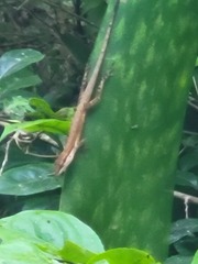 Anolis pulchellus