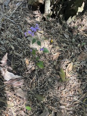 Ageratum houstonianum