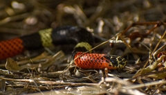 Micrurus pyrrhocryptus