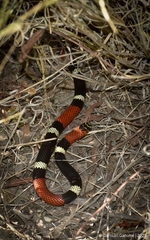 Micrurus pyrrhocryptus