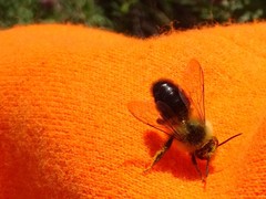 Bombus impatiens
