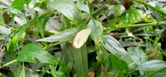Leptosia nina