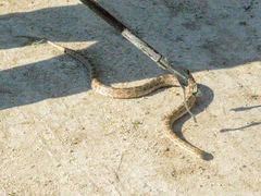 Pantherophis emoryi