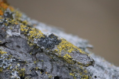 Phaeophyscia ciliata