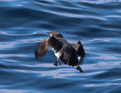 Synthliboramphus scrippsi