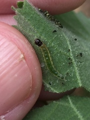 Haritalodes derogata