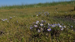 Porterella carnosula