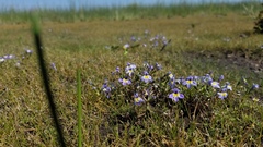 Porterella carnosula