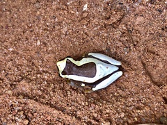 Dendropsophus elegans