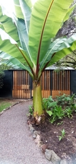 Ensete