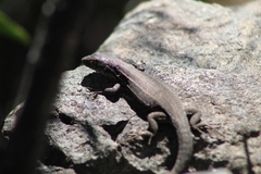 Liolaemus fuscus