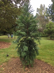 Wollemia nobilis
