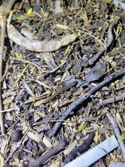 Sphaerodactylus nicholsi