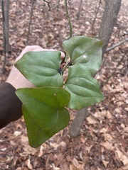 Marmara smilacisella