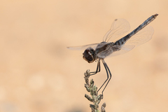 Selysiothemis nigra