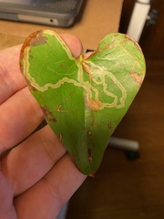 Marmara smilacisella