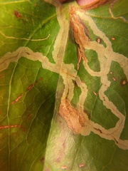 Marmara smilacisella