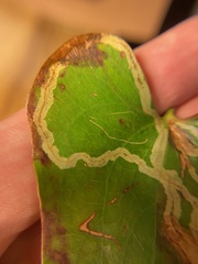 Marmara smilacisella