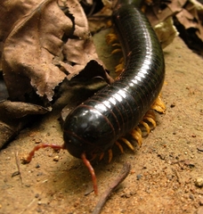 Acladocricus