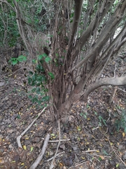 Memecylon umbellatum