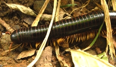 Acladocricus