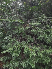 Memecylon umbellatum