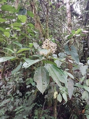 Miconia xalapensis