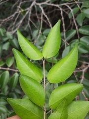 Memecylon umbellatum