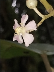 Miconia xalapensis