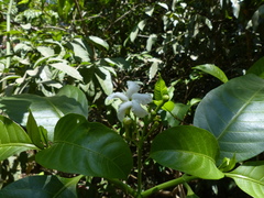 Tabernaemontana alternifolia